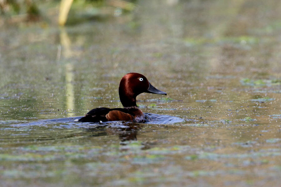 Ferruginous Duck swimming in water